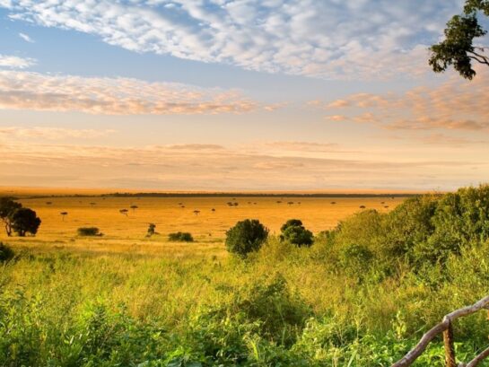 Kenya Safari Seasons - When to visit for best Wildlife Sightings Kenya is an unbeatable destination for safaris, with its stunning landscapes