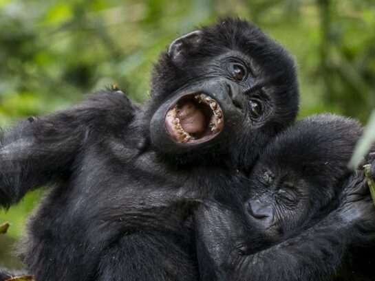 Mountain Gorillas in Uganda, Uganda is one of the three Africa countries that habituate the endangered mountain Gorillas