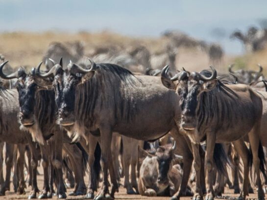The Ultimate Guide to Planning Kenya Safari Adventure – Complete guide to planning Kenya safaris