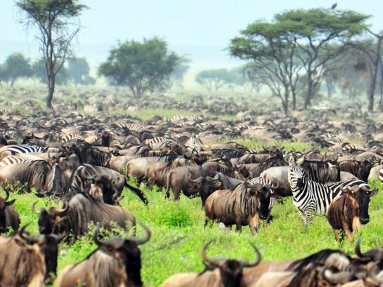 The Great Migration Witnessing Natures Spectacle in Tanzania