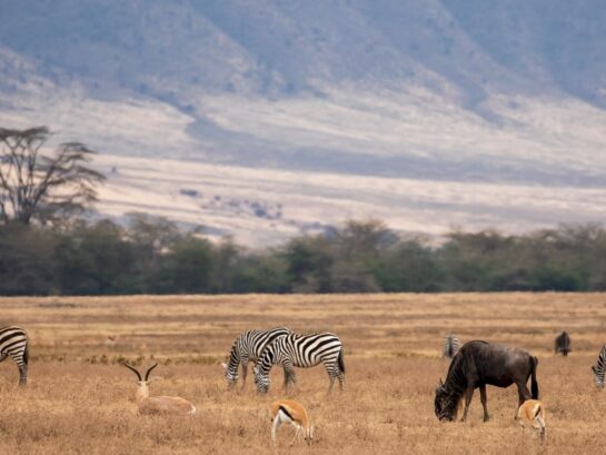Things to do in Tanzania – Top highlights of Tanzania safaris