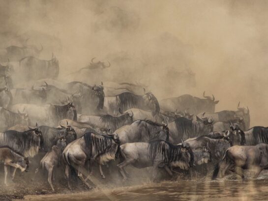 Wildlife Safaris in Tanzania