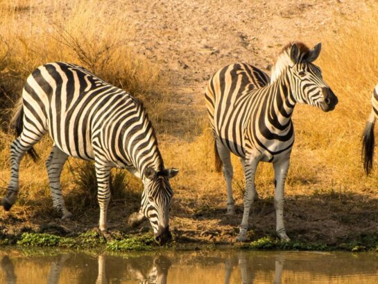 Unveiling the Serengeti: Tanzania’s Premier Safari Destination